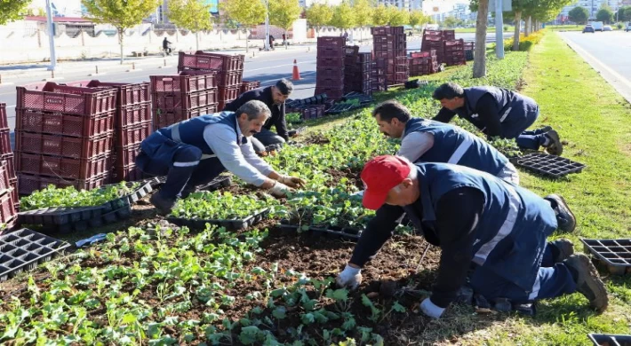 1 milyon 200 bin mevsimlik çiçek dikiliyor