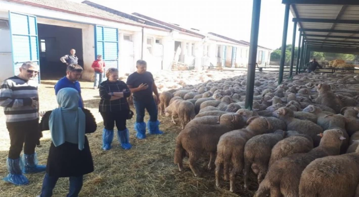 Manisa’da 500 damızlık koç desteği hazırlığı