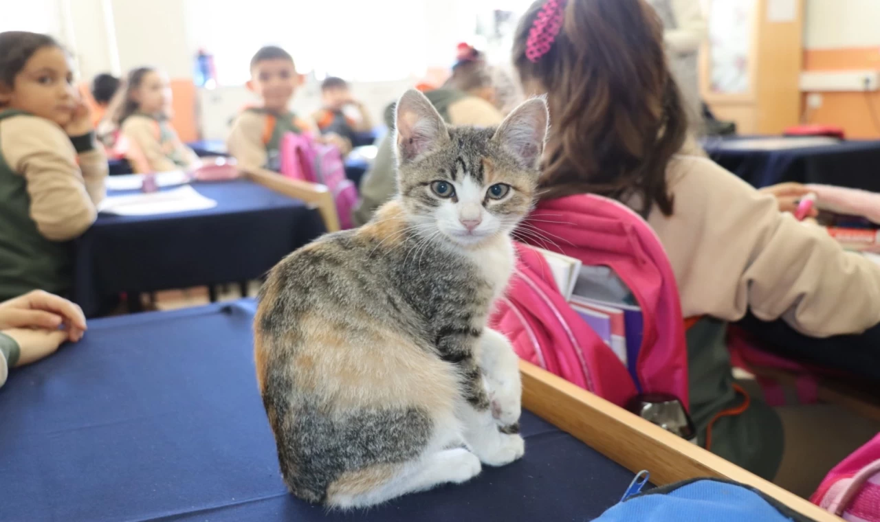 Amasya’da kedi ’Karamel’ sınıfın parçası haline geldi