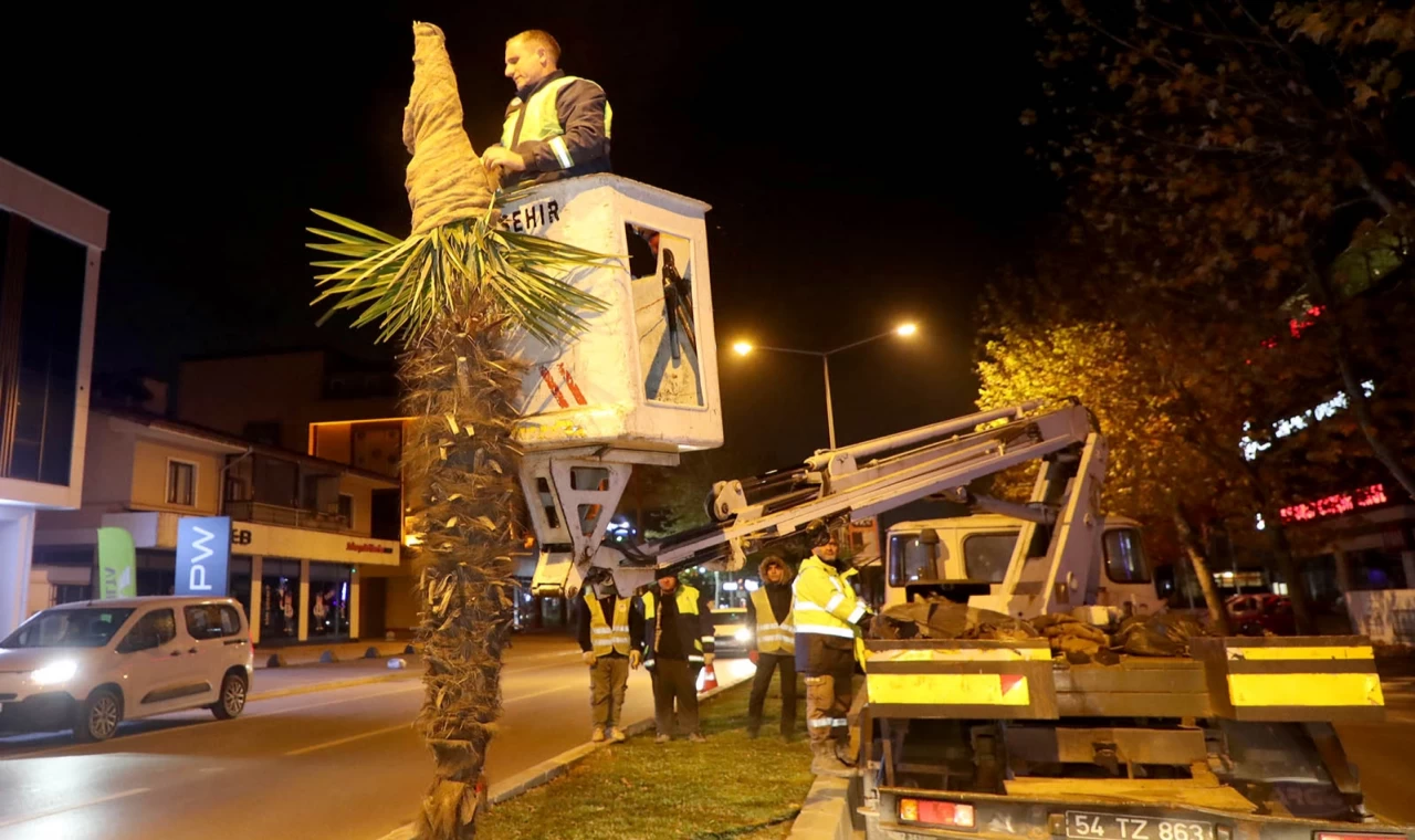 Sakarya’da palmiyelere dondurucu soğuklara karşı özel önlem