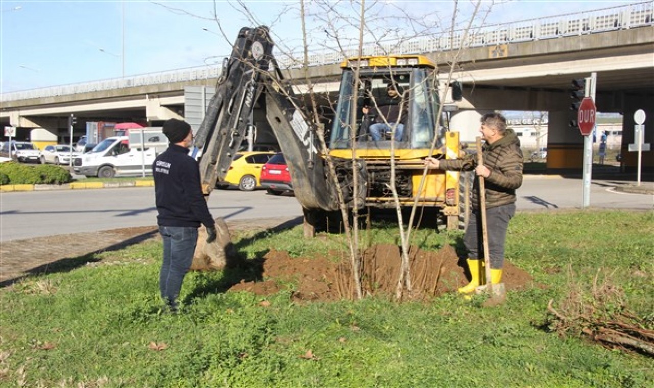 Giresun Belediyesi, şehirdeki boş alanlara fındık ocakları dikiyor