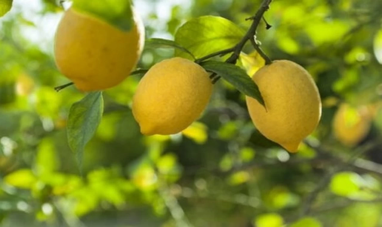 Kasım’da fiyat farkı ’limon’ sıktı!