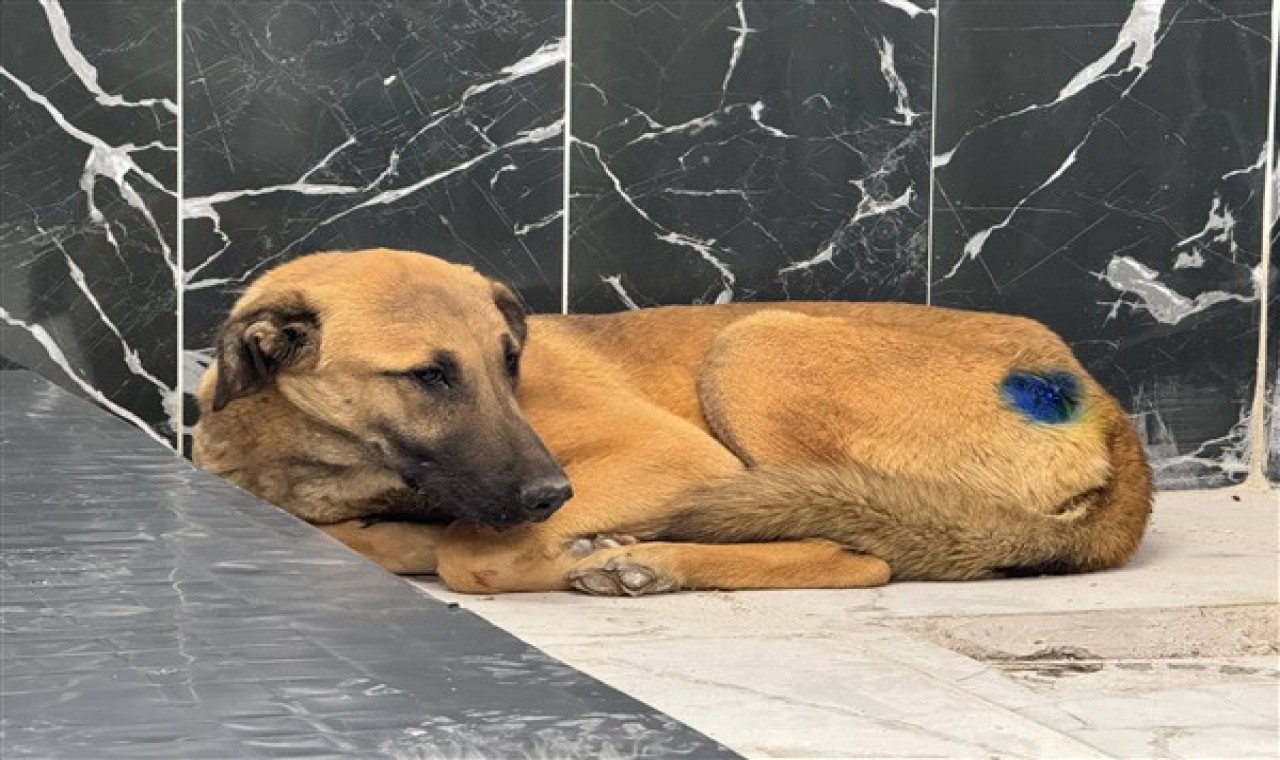 Kayseri’de yaralı köpek sağlığına kavuştu