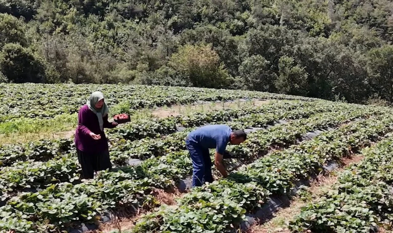 Osmaniye’de 128 haneye 6,8 milyon TL’lik tarımsal destek